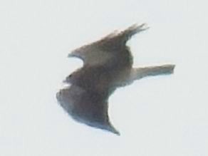 Swainson's Hawk - ML632927489