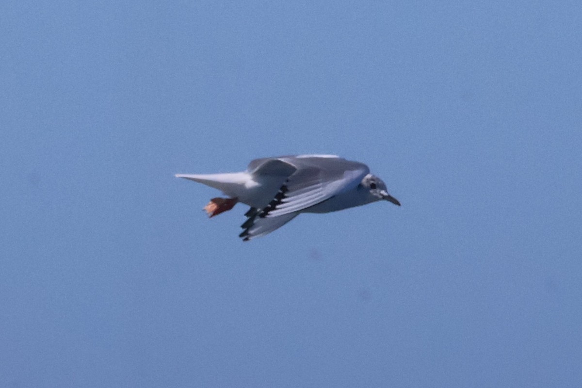 Mouette de Bonaparte - ML632927518