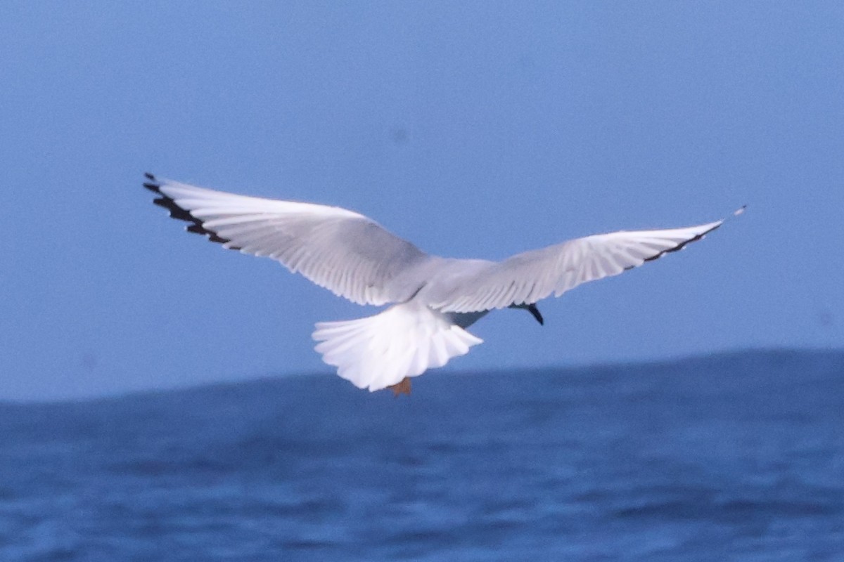 Mouette de Bonaparte - ML632927520