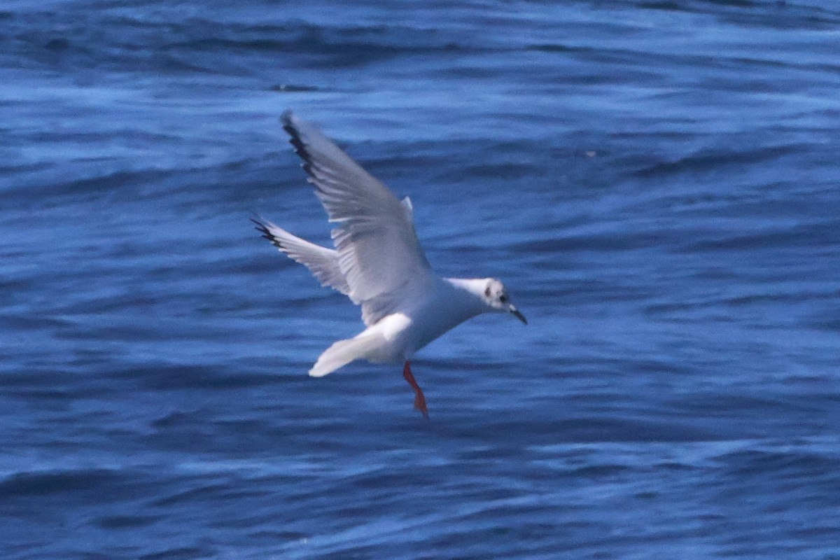 Mouette de Bonaparte - ML632927521