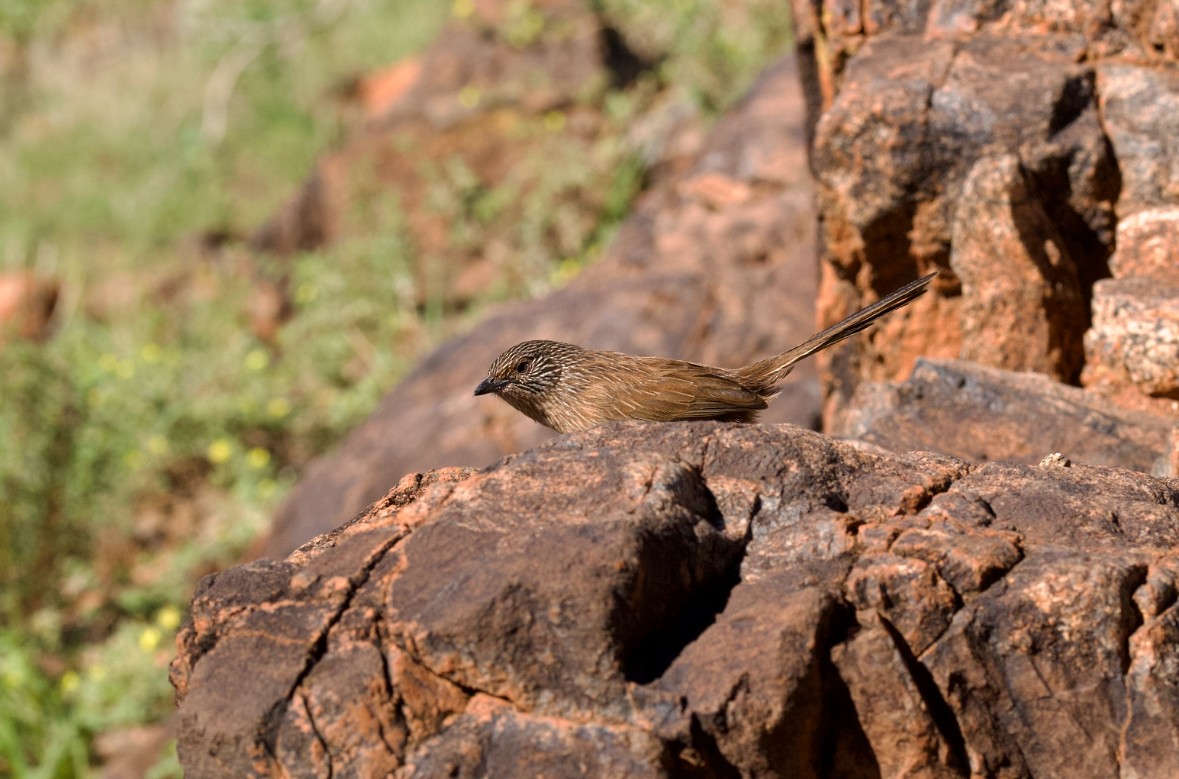 Dusky Grasswren - ML632927535