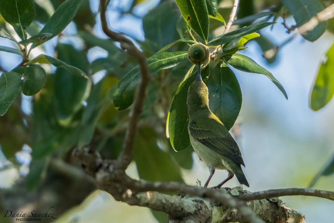 Red-legged Honeycreeper - ML632927750