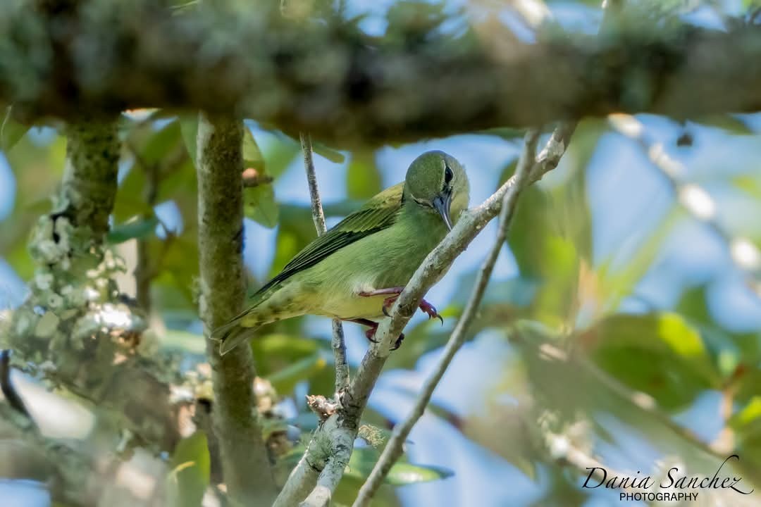 Red-legged Honeycreeper - ML632927751