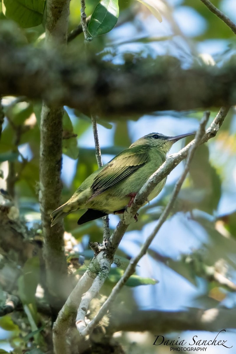 Red-legged Honeycreeper - ML632927752