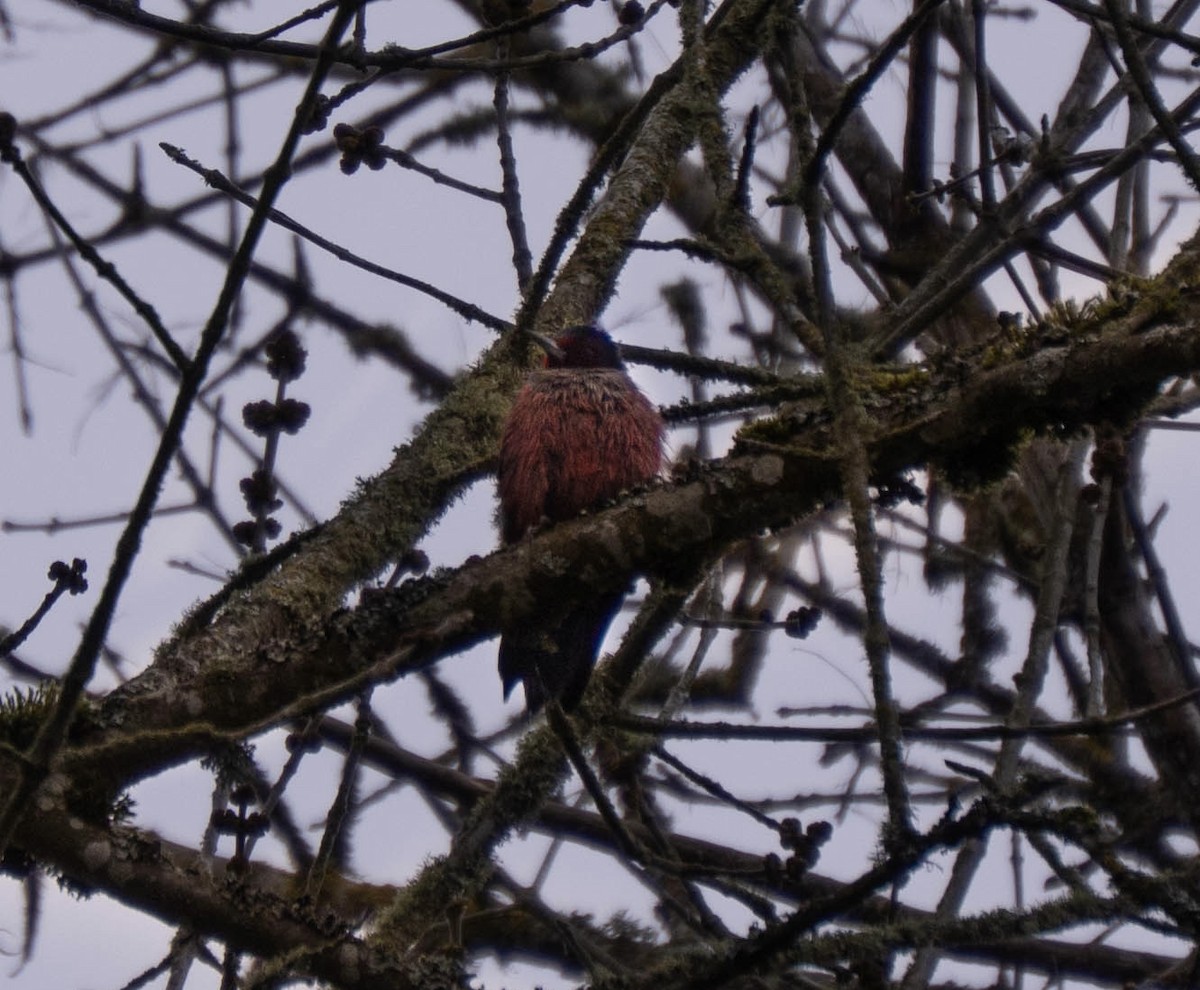 Lewis's Woodpecker - ML632927778