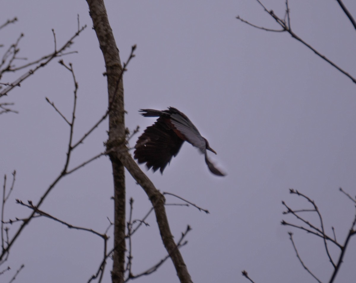 Lewis's Woodpecker - ML632927780