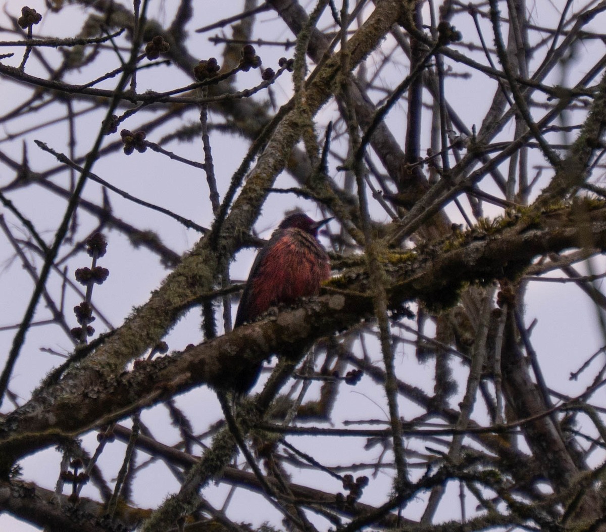 Lewis's Woodpecker - ML632927784