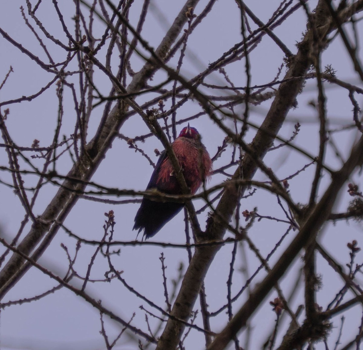 Lewis's Woodpecker - ML632927785