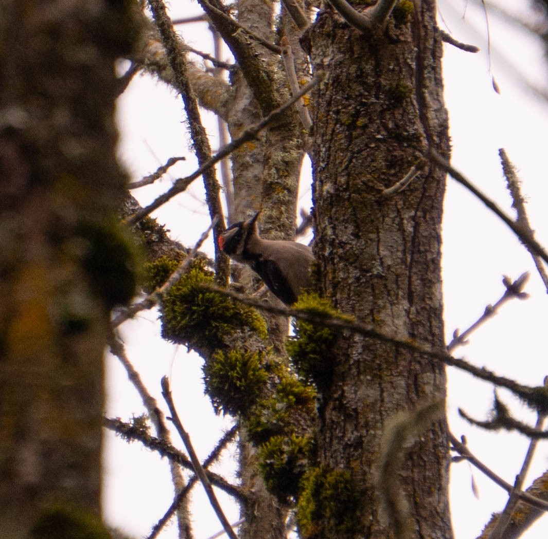 Downy Woodpecker - ML632927817