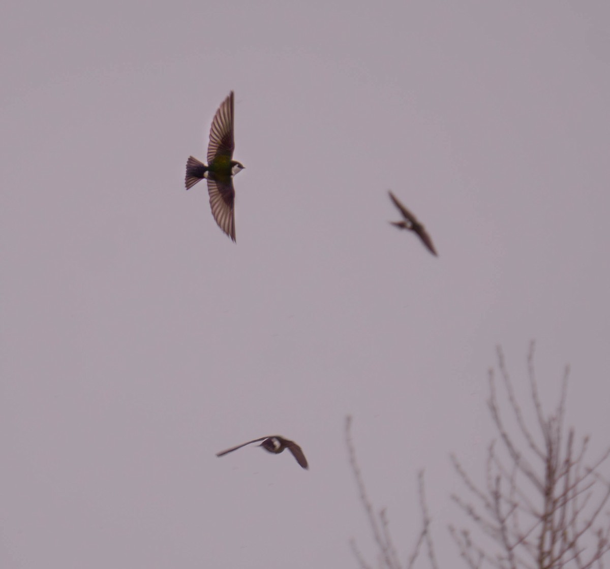 Violet-green Swallow - ML632927822