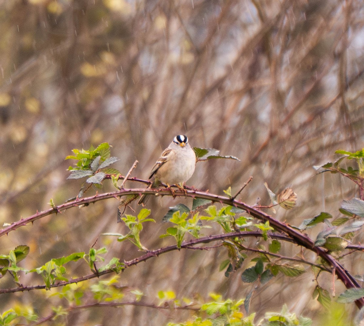 White-crowned Sparrow - ML632927825