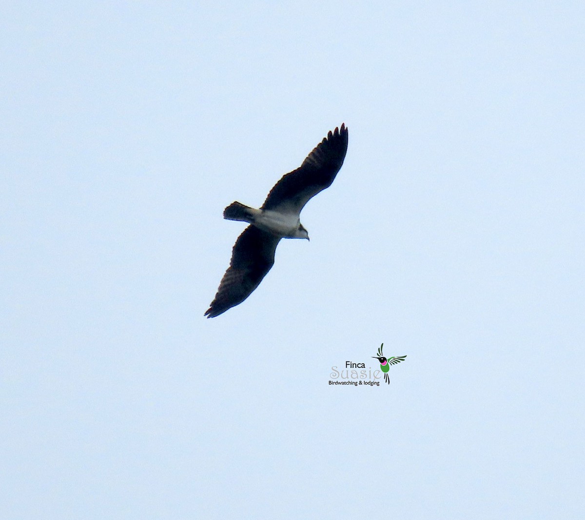 Mississippi Kite - ML632927846