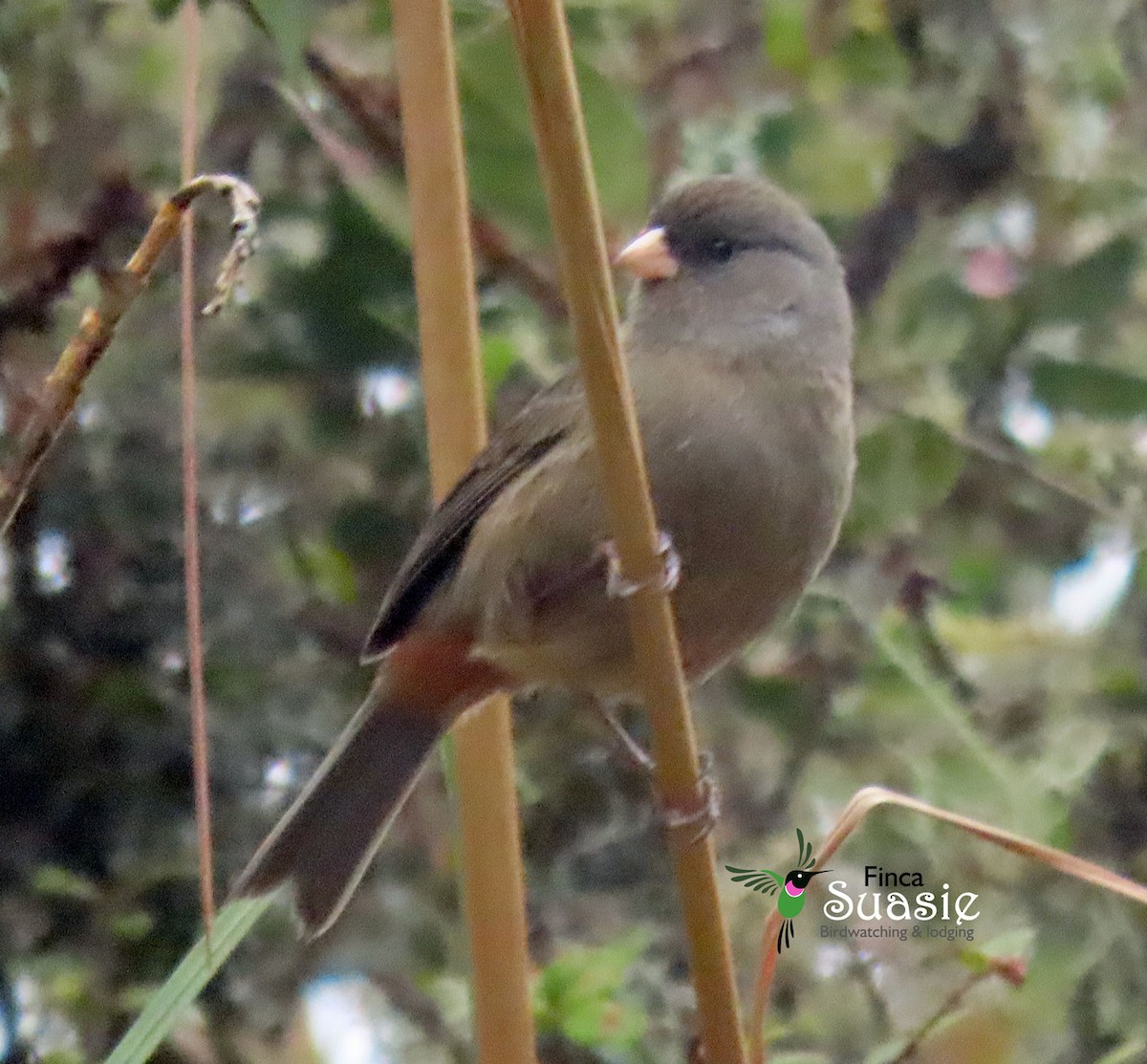 Paramo Seedeater - ML632927916