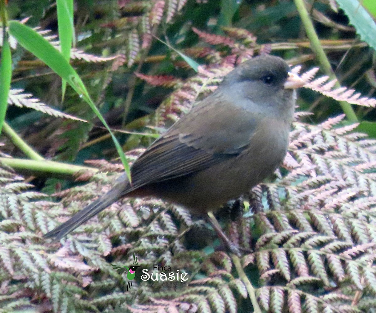 Paramo Seedeater - ML632927917