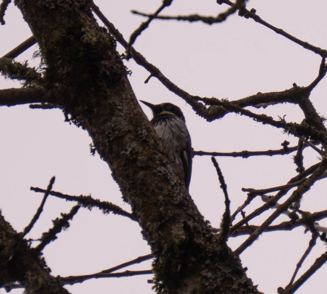 Acorn Woodpecker - ML632927971