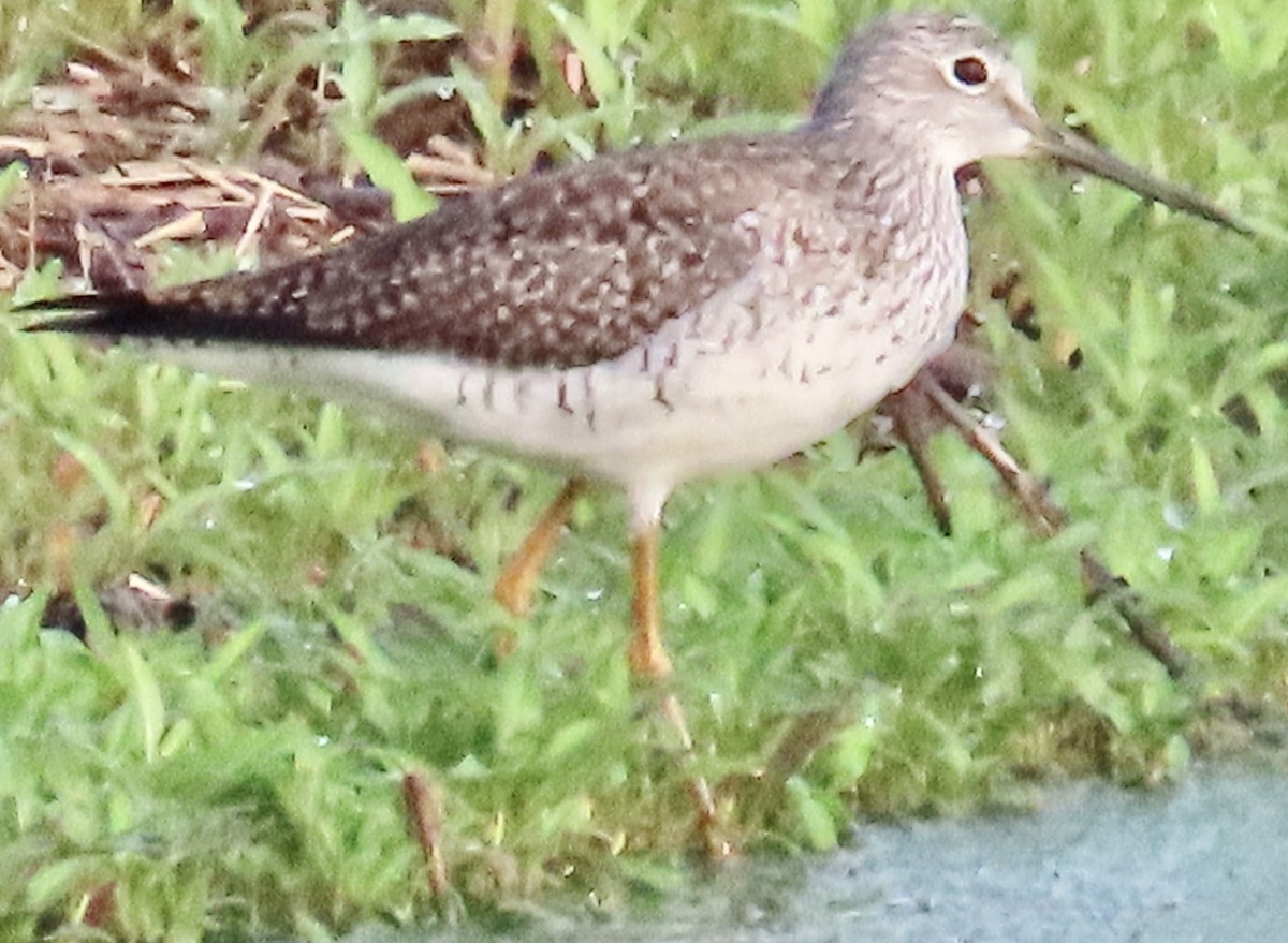 Greater Yellowlegs - ML632928029
