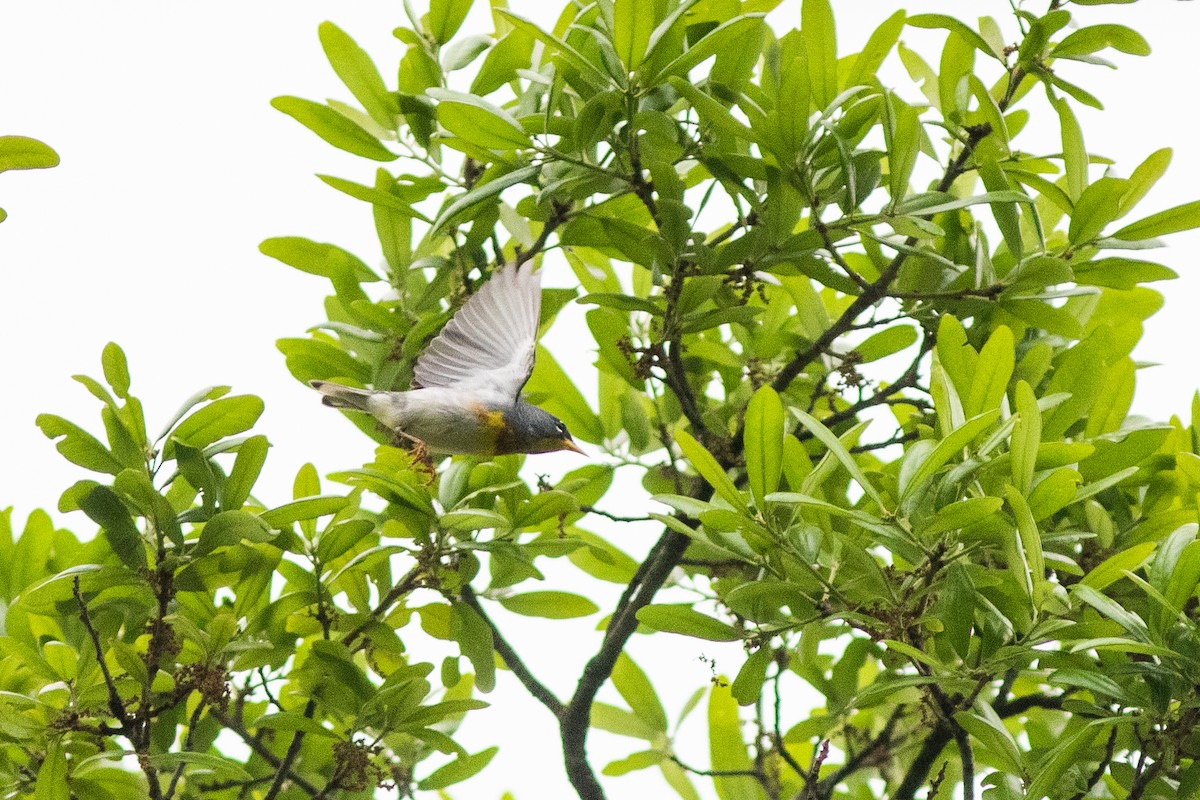 Northern Parula - ML632928038