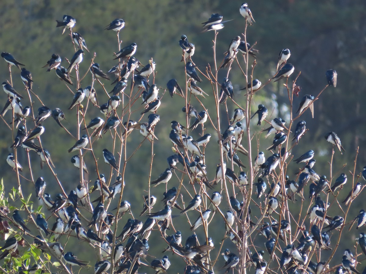 Tree Swallow - ML632928097