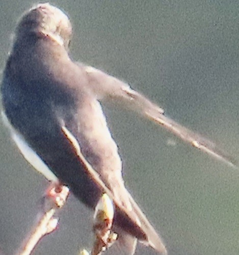 Northern Rough-winged Swallow - ML632928120
