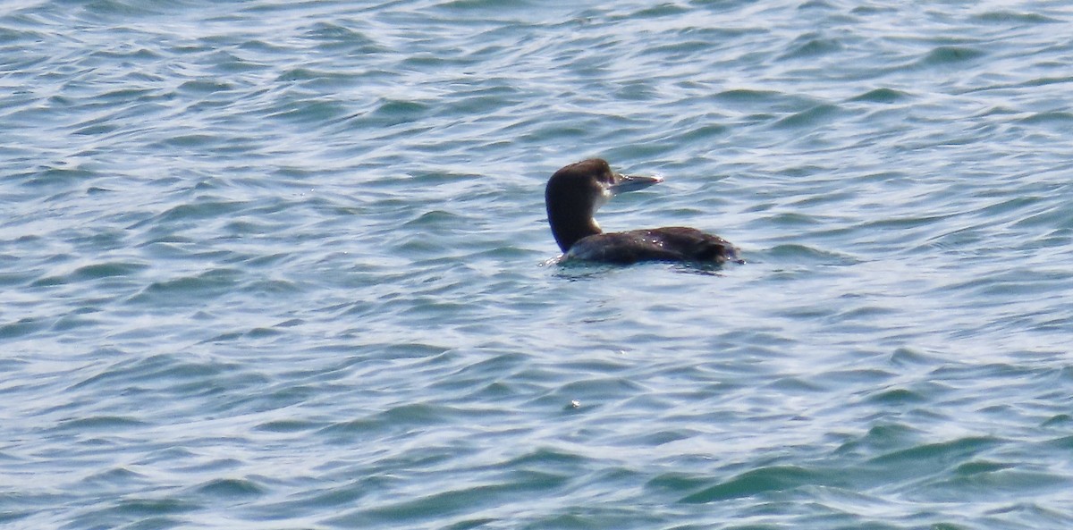 Plongeon huard - ML632928133