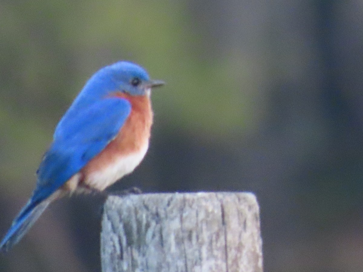 Eastern Bluebird - ML632928136