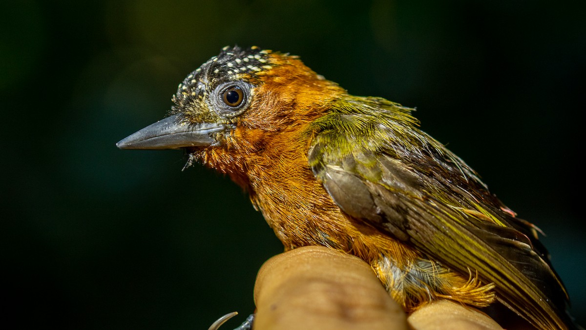 ムネアカヒメキツツキ - ML632928309