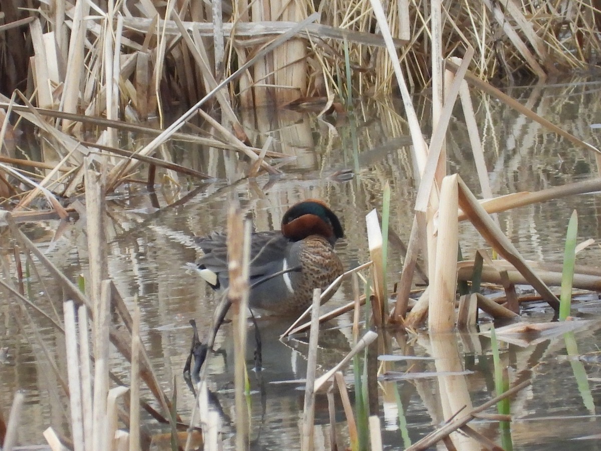 Green-winged Teal - ML632928641