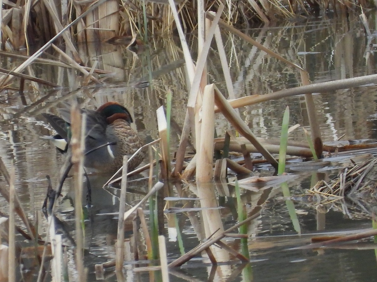 Green-winged Teal - ML632928712