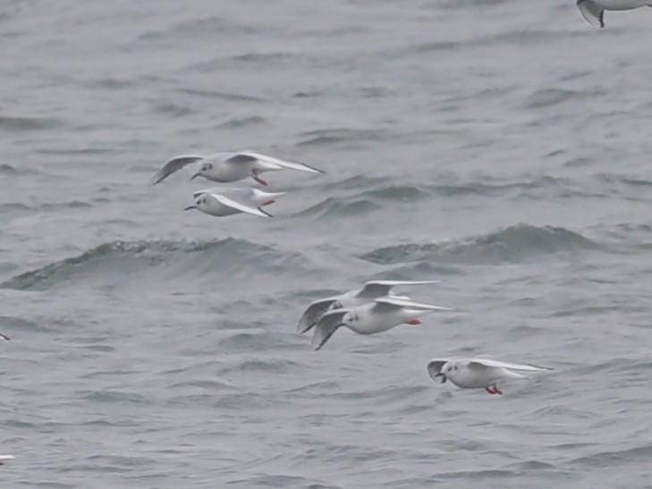 Bonaparte's Gull - ML632928911