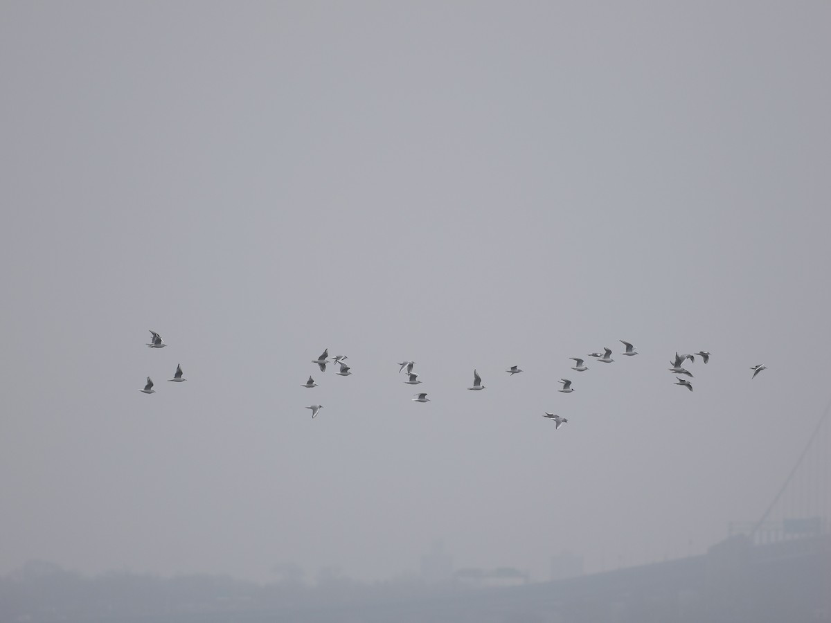 Bonaparte's Gull - ML632928912