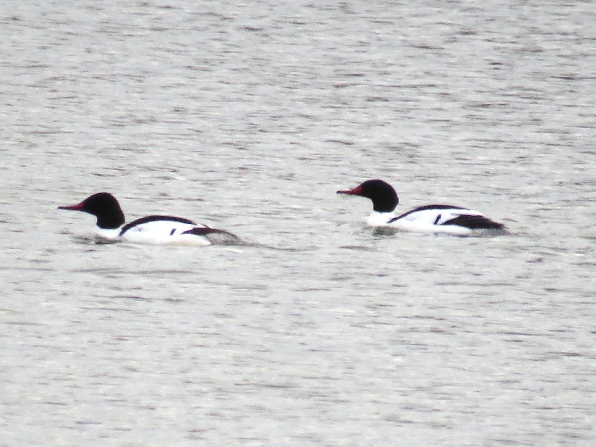 Common Merganser - ML632929023