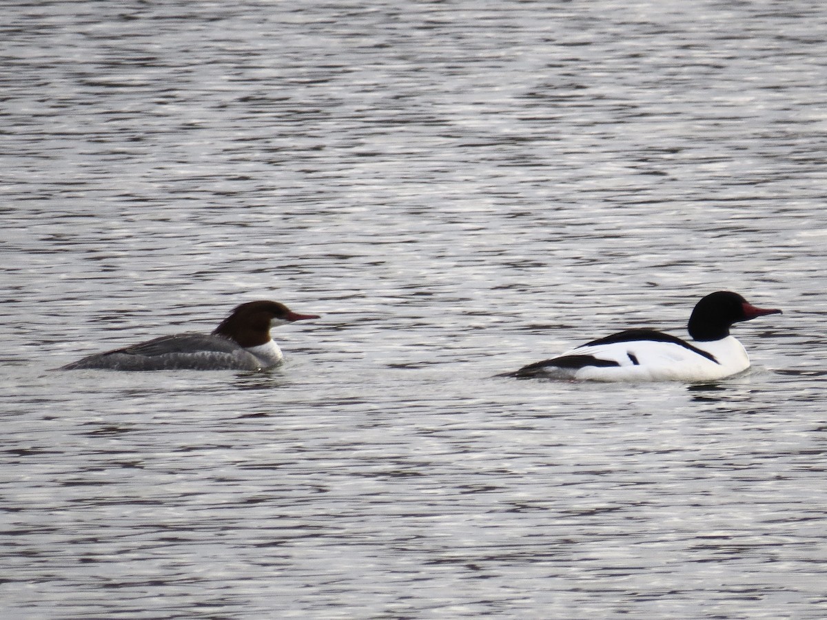 Common Merganser - ML632929024