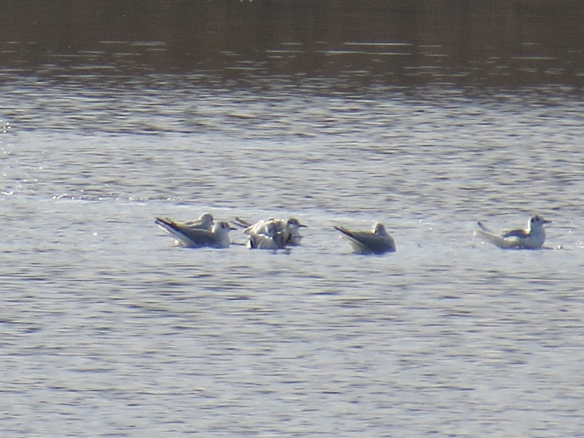 Bonaparte's Gull - ML632929046