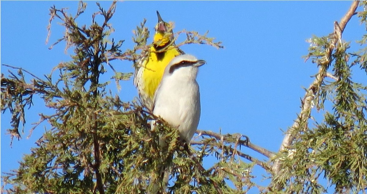 Northern Shrike (American) - ML632929095