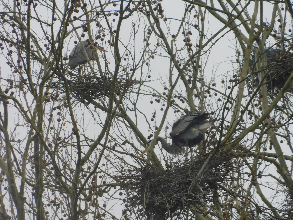 Great Blue Heron - ML632929265