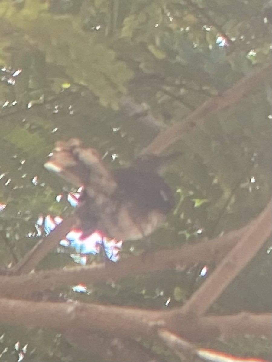 Scaly-breasted Thrasher - ML632929312