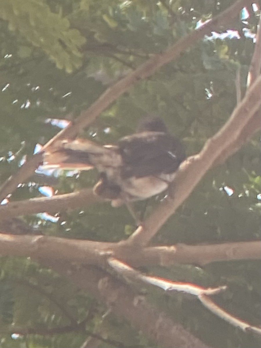 Scaly-breasted Thrasher - ML632929313