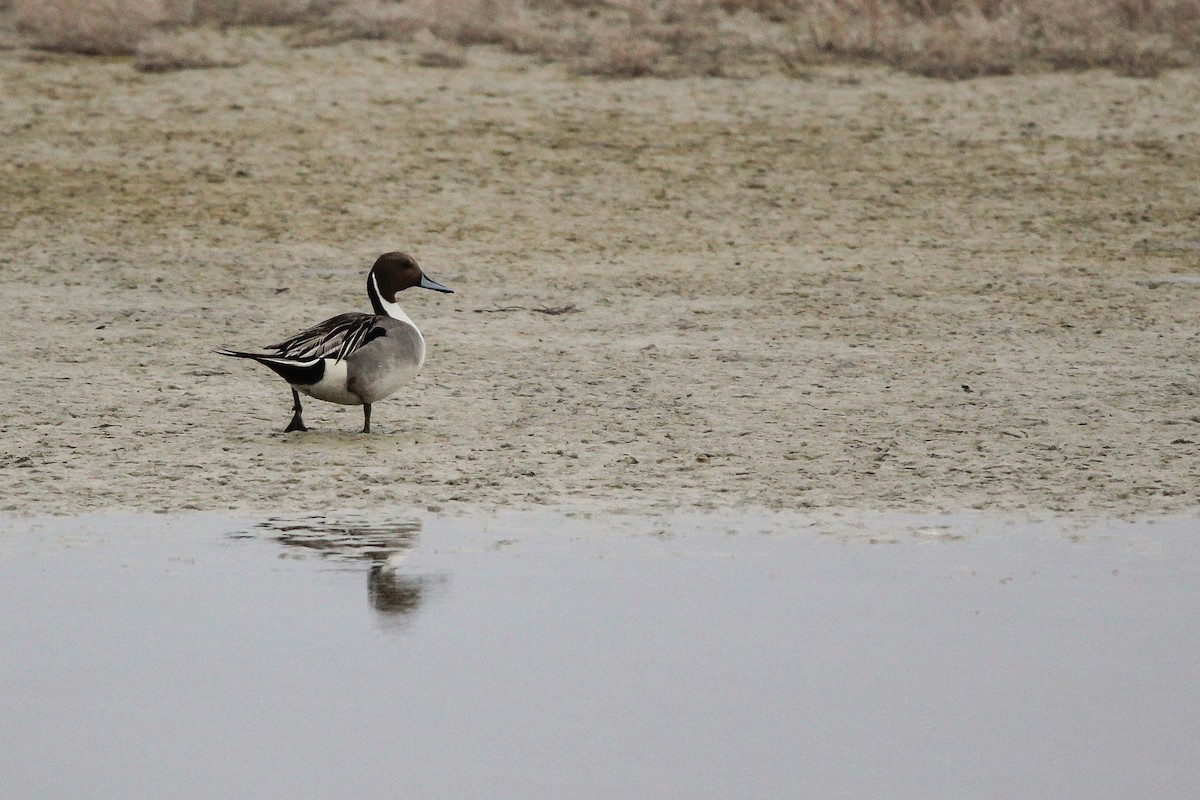 Northern Pintail - ML632929316