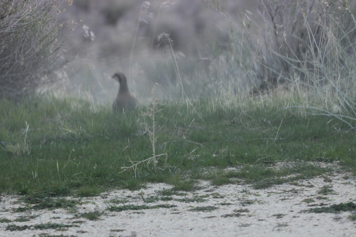 Chukar - ML632929366