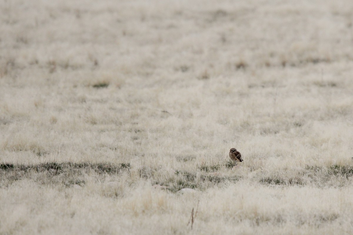 Burrowing Owl - ML632929461