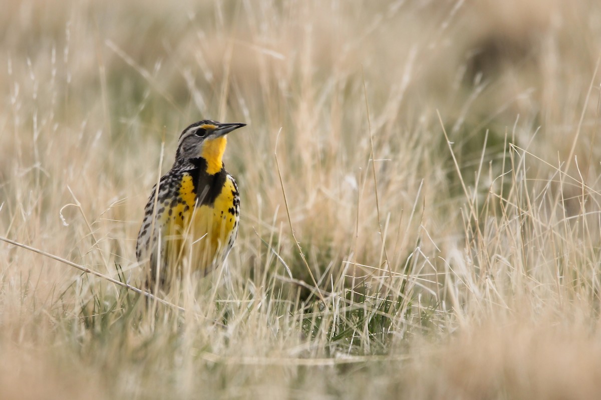 Western Meadowlark - ML632929510
