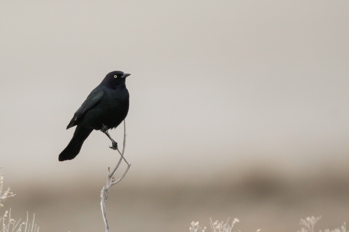 Brewer's Blackbird - ML632929556