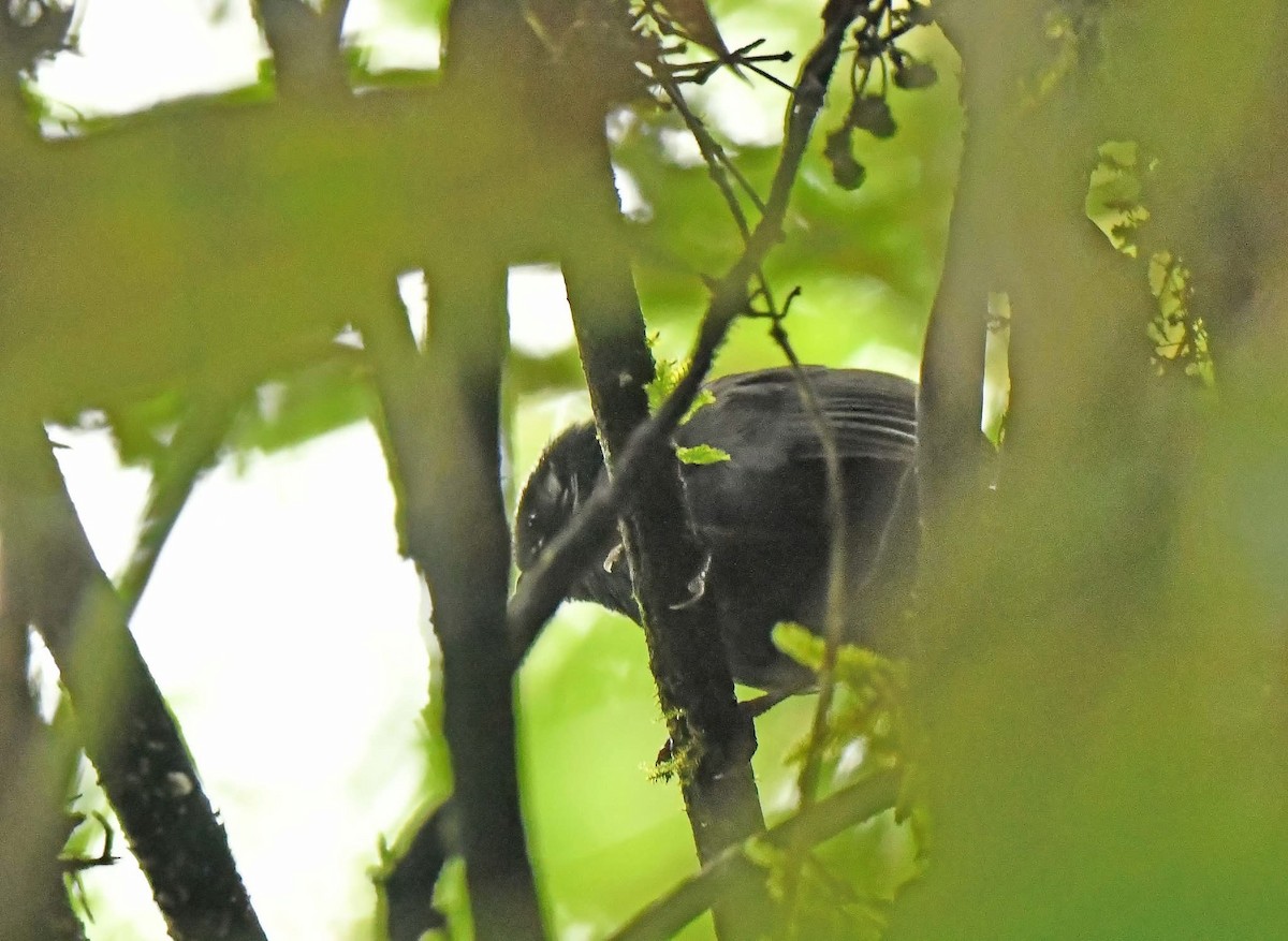 Blackish Tapaculo - ML632929688