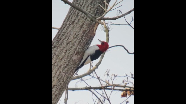 Red-headed Woodpecker - ML632929854