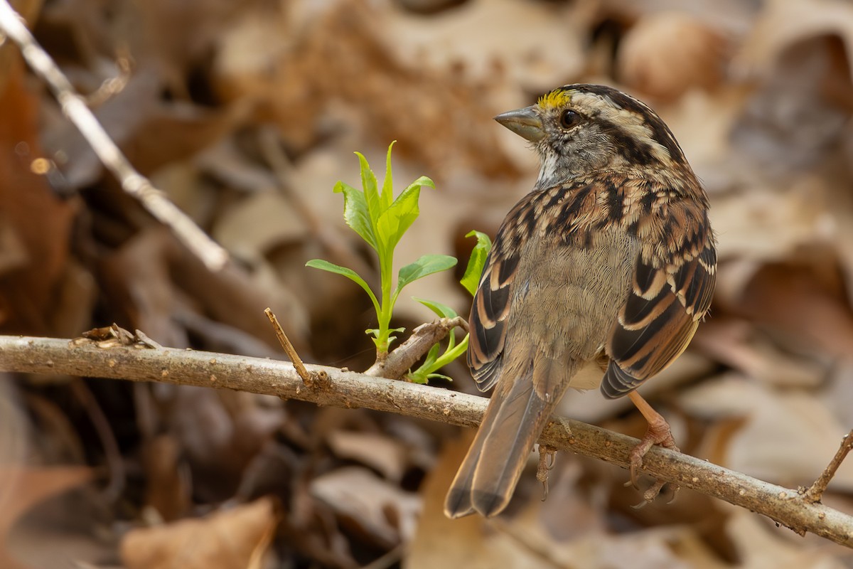 White-throated Sparrow - ML632929903