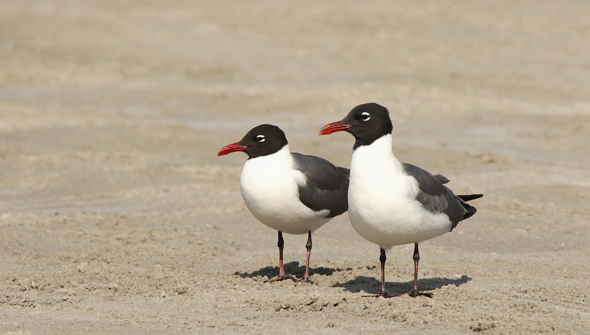 Laughing Gull - ML632930193