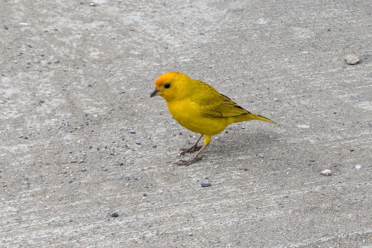 Saffron Finch - ML632930323