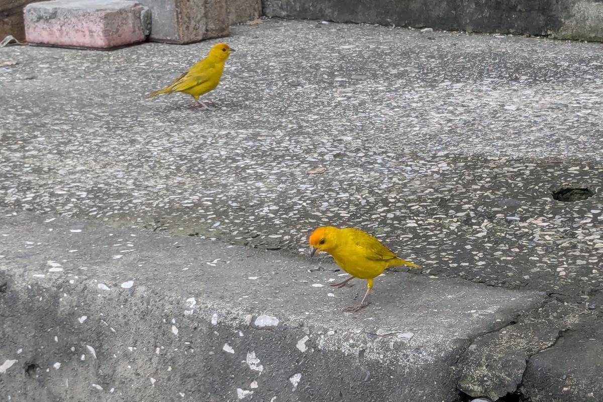 Saffron Finch - ML632930329