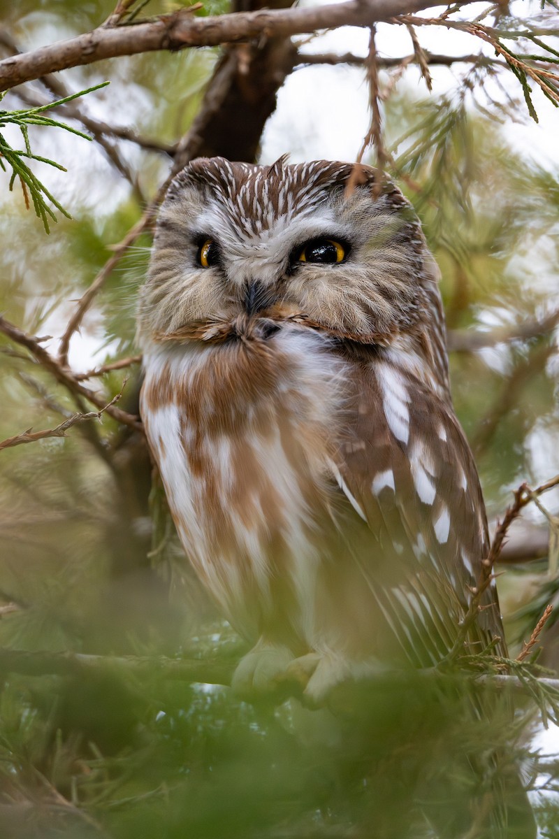 Northern Saw-whet Owl - ML632930504