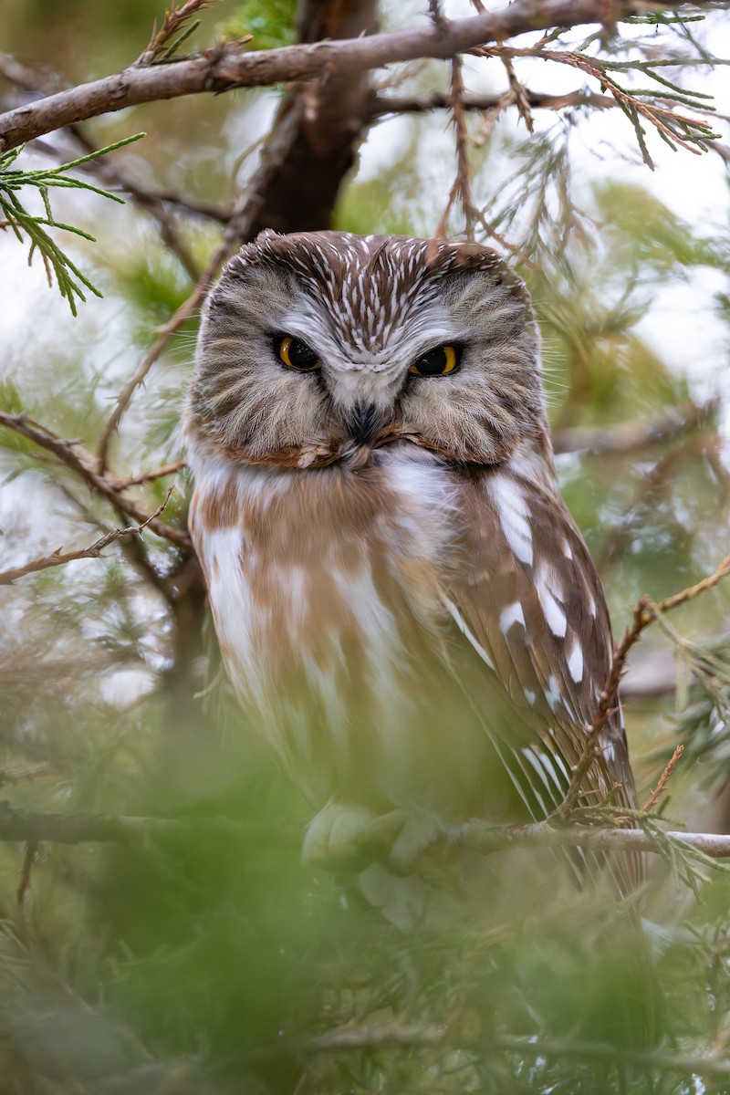 Northern Saw-whet Owl - ML632930507